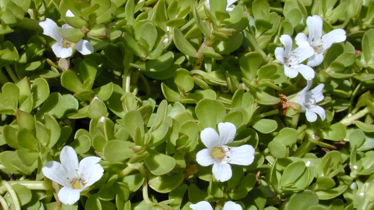 Best Plants for a North-Facing Balcony in India - Whole Lot of Nature