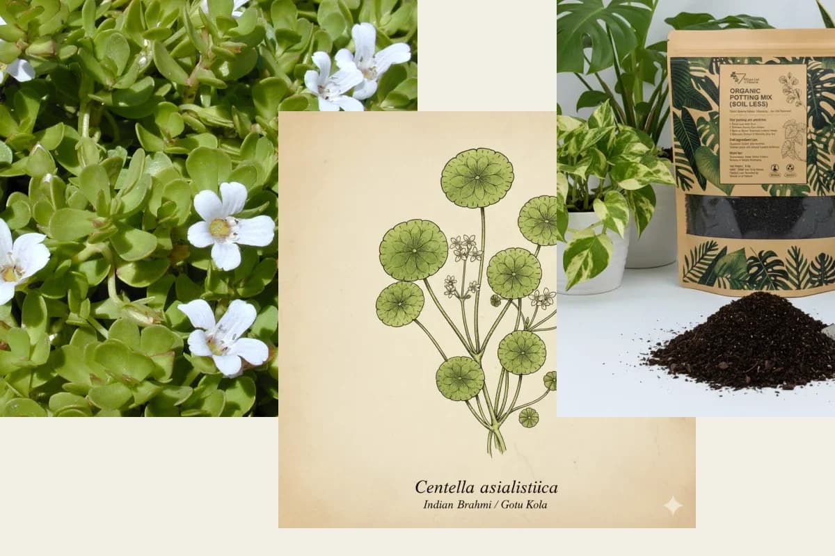 Ayurvedic Herb Garden Starter Bundle