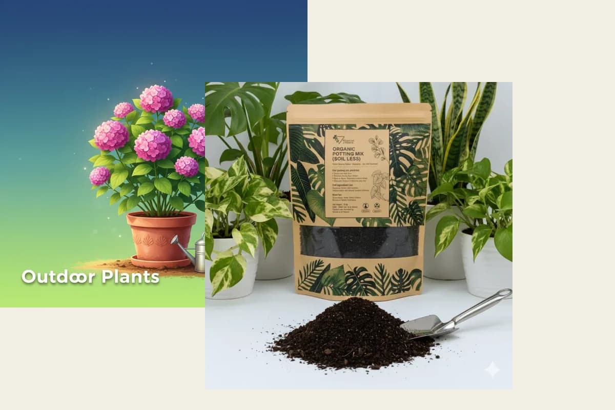 Beginner Pothos + Soil Survival Bundle
