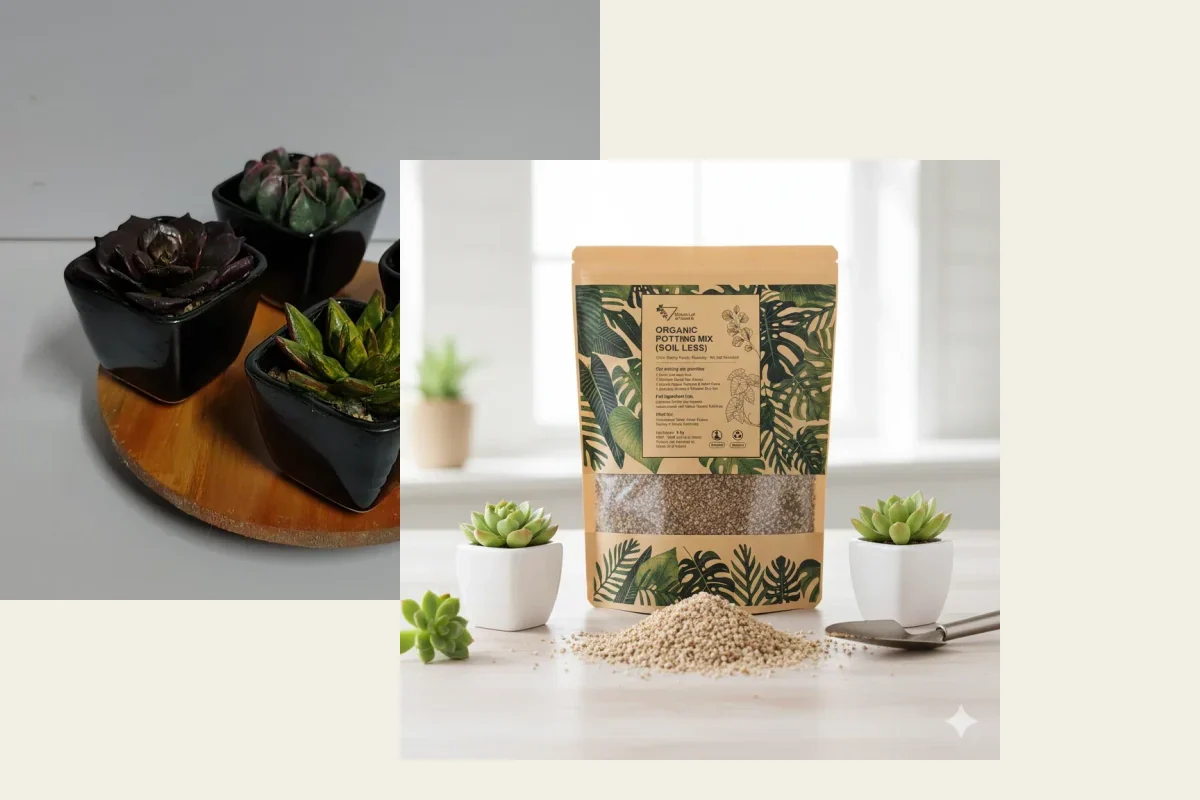 Succulent + Fast-Drain Soil Starter Bundle from Whole Lot of Nature