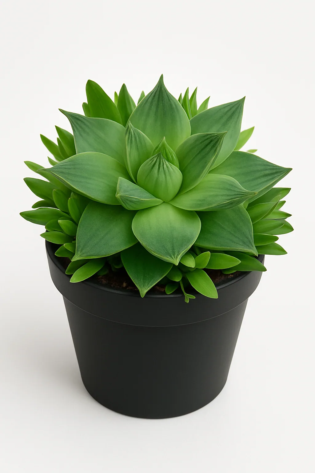 Haworthia Cymbiformis  Premium plant from Whole Lot of Nature